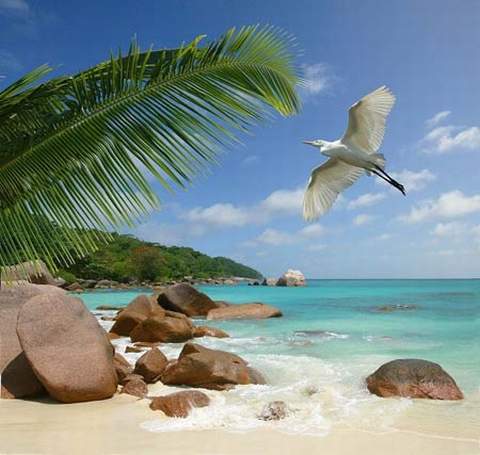 Tới đảo Tò mò ngắm quả giống... vòng 3 thiếu nữ - 6
