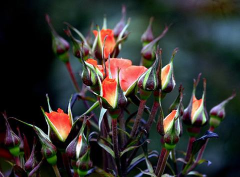 Những địa danh không nên bỏ qua ở Vĩnh Phúc - 10