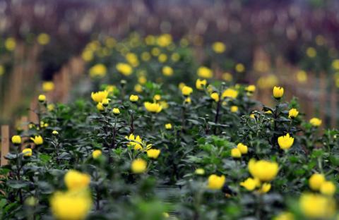 Những địa danh không nên bỏ qua ở Vĩnh Phúc - 11