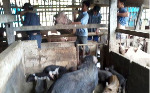 Lạ kỳ chuyện kiểm dịch động vật #039;thời tai xanh#039; - 2