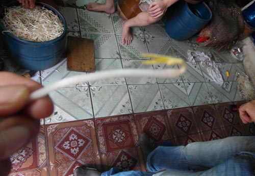 Giá đỗ được #039;ủ#039; bằng... hóa chất - 2