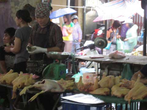 Đủ các loại cúm, dân sợ thịt gà - 1