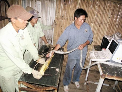 Việt Nam sản xuất trứng cá nghìn đô - 1