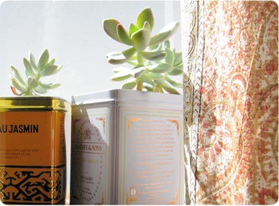 Trồng cây xinh trốn cái nóng quot;điên ngườiquot; - 1