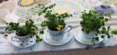 Trồng cây xinh trốn cái nóng quot;điên ngườiquot; - 13