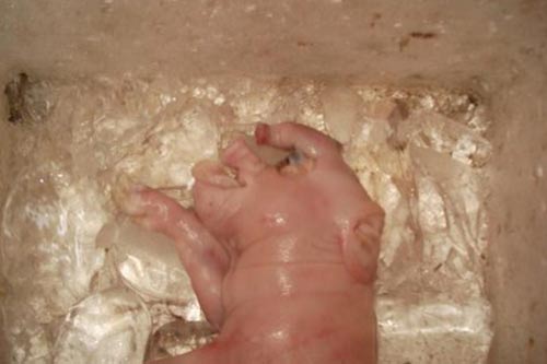 Bình Thuận: Kỳ lạ heo đẻ ra... voi - 1