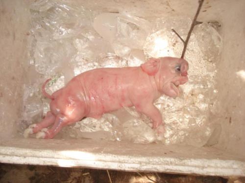 Bình Thuận: Kỳ lạ heo đẻ ra... voi - 2