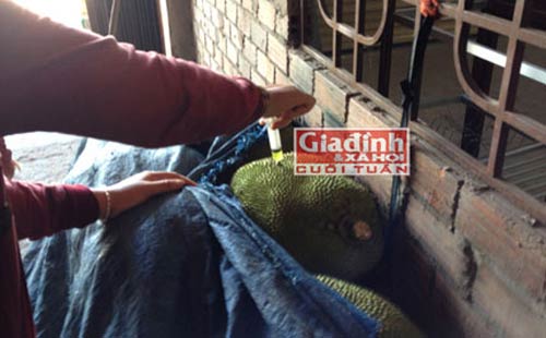 Truy tìm loại hóa chất lạ ép mít chín siêu tốc - 1