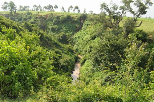 Đẹp mê mẩn những khu rừng nhiệt đới xanh mướt - 2