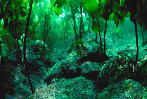 Đẹp mê mẩn những khu rừng nhiệt đới xanh mướt - 5