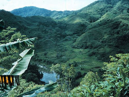 Đẹp mê mẩn những khu rừng nhiệt đới xanh mướt - 8