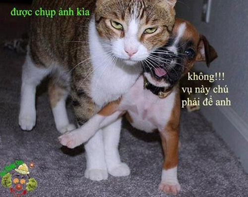 Ảnh hài #039;cực độc#039; của động vật (P.1) - 3