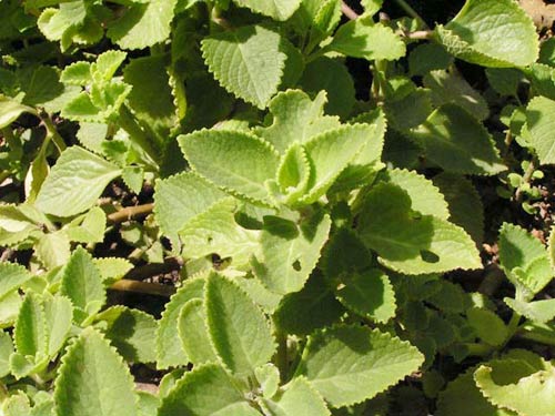 “Em hết ho nhờ lá húng chanh” - 1