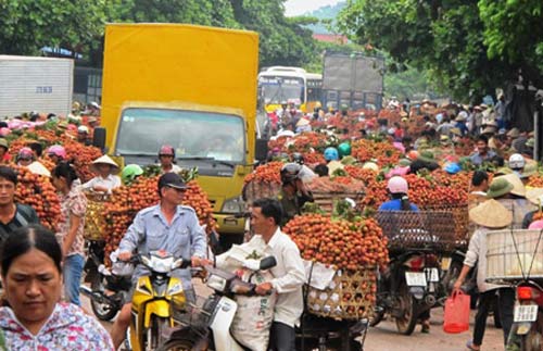 Phần lớn vải thiều ở Hà Nội không... “xịn” - 1