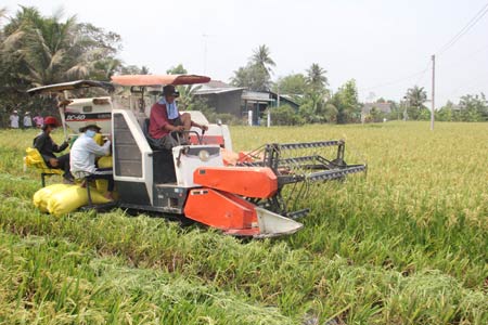 Thương lái quot;đặt cọcquot; mua lúa rồi bặt tăm - 1