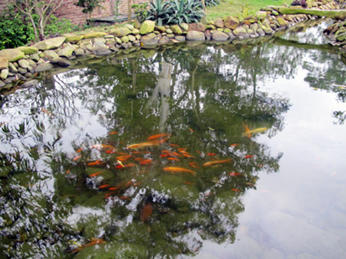 Thu Phương, Mỹ Linh thích thú trồng rau sạch tại nhà - 2