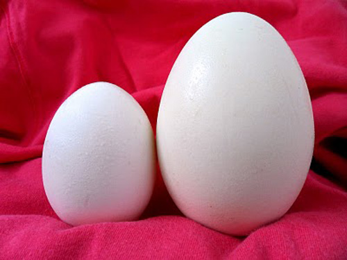 Ăn trứng ngỗng sinh con thần đồng? - 2