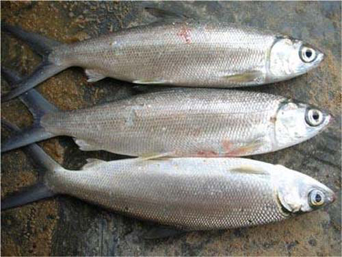 Nồng nàn ẩm thực Bình Định - 8