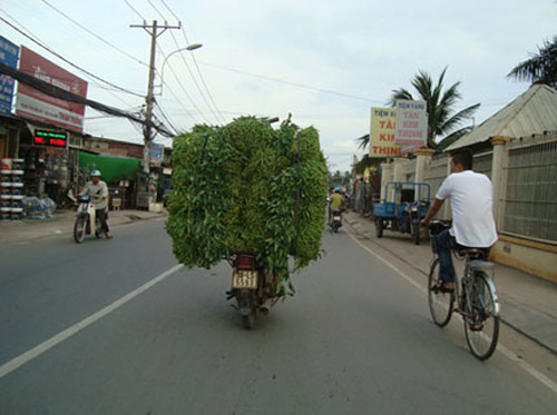 Kinh hoàng rau muống quot;tắmquot; hóa chất, dầu nhớt - 1