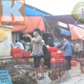 Mua sắm - Giá cả - Chợ Hà Vỹ không còn gà lậu?
