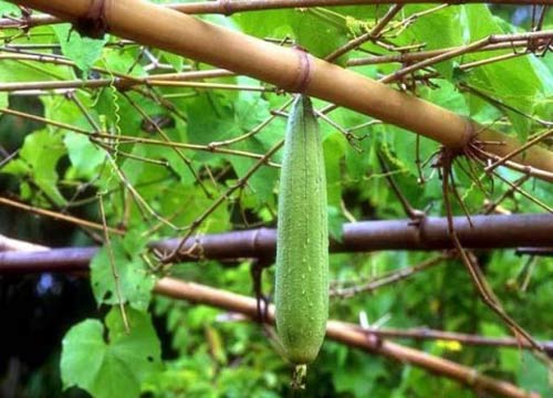 Mướp thuốc giải nhiệt hè - 1