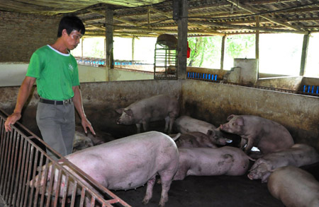 Miền Bắc: Giá lợn tăng, chủ trại vẫn lỗ - 1