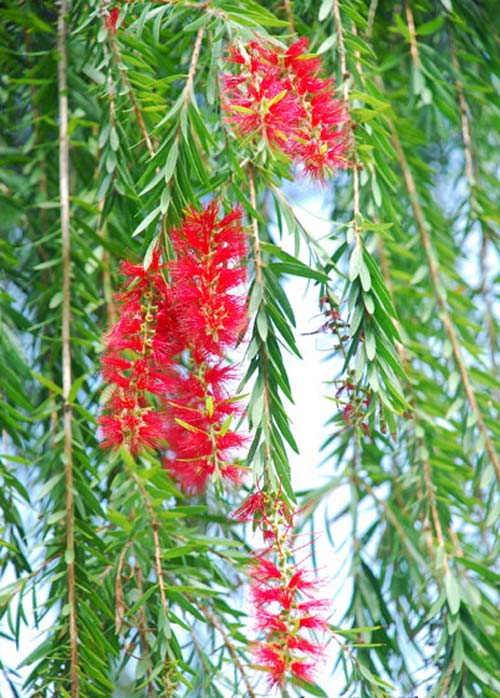 7 loài cây quot;cầu anquot; nên trồng - 3