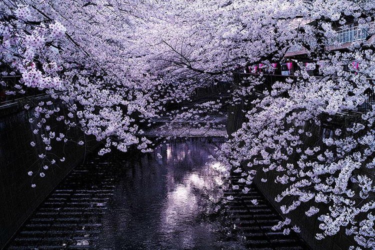 Hoa anh đào có sức sống mãnh liệt là loài hoa đặc trưng cho cốt cách và tâm hồn người Nhật. Hằng năm, cứ mỗi độ xuân về du khách cũng như người dân Nhật Bản luôn háo hức chờ đợi lễ hội “Hanami” dịch ra tiếng Việt nghĩa là ngắm hoa. Lễ hội ngắm hoa có nhiều nhưng đặc trưng nhất vẫn là lễ hội ngắm hoa anh đào “Sakura”.
