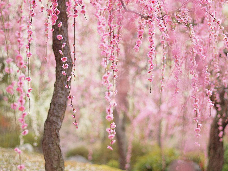 Anh đào là cây thân gỗ, cành khẳng khiu, rất ít lá, vào mùa xuân những cành lộc li ti bắt đầu mọc ra rồi hoa bung nở thành từng chùm. Tại Nhật, có khoảng hơn 50 loài hoa anh đào khác nhau. Có loại màu trắng, có loại phơn phớt vàng nhưng nhiều nhất và đẹp nhất vẫn là anh đào hồng phấn.
