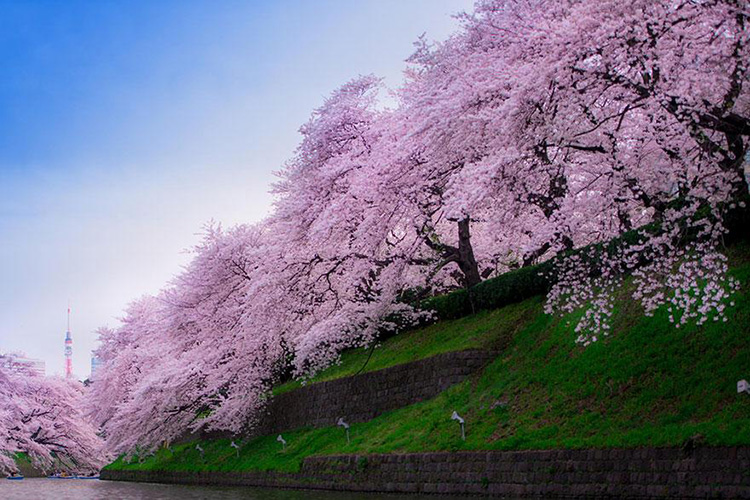 Từ lúc hoa anh đào nở đến lúc tàn chỉ có một tuần. Và người Nhật cho rằng: Cái gì quá đẹp thì không tồn tại lâu dài.

Ueno, Yoyogi, Kudanshita, Shibuya,… là những công viên có nhiều hoa anh đào đẹp nhất, cũng là những nơi thu hút nhiều khách nhất. Nếu vào công viên Matsuda không chỉ được ngắm hoa anh đào mà du khách còn có thể chiêm ngưỡng mùa xuân trên núi Phú Sỹ từ xa.



Dưới đây là một số hình ảnh loài hoa Sakura Kawazuzakura chụp tại công viên Matsuda. Tại đây có thể chiêm ngưỡng được vẻ đẹp của Núi Phú Sỹ. Vào ngày đẹp trời mọi người có thể nhìn rõ được hòn đảo đã phun trào núi lửa cách đây 10 năm
