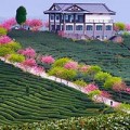 Xem ăn chơi - Ngắm cánh hoa anh đào Nhật Bản trong gió