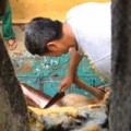 Tin tức - Xôn xao việc nhân viên vườn thú giết nai làm thịt