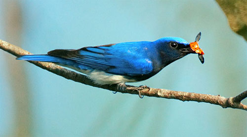 Mê mệt ngắm chim đớp mồi đầy ngoạn mục - 11