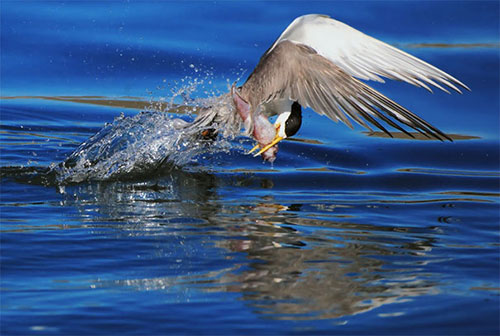 Mê mệt ngắm chim đớp mồi đầy ngoạn mục - 20