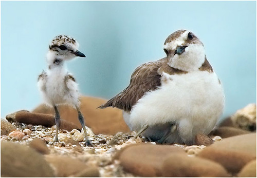 Mê mệt ngắm chim đớp mồi đầy ngoạn mục - 2