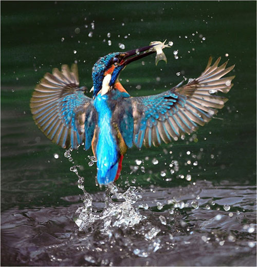 Mê mệt ngắm chim đớp mồi đầy ngoạn mục - 4