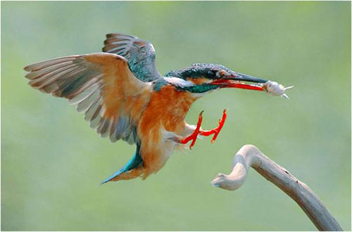 Mê mệt ngắm chim đớp mồi đầy ngoạn mục - 5