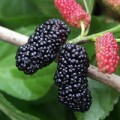 Sức khỏe - Quả dâu làm thuốc