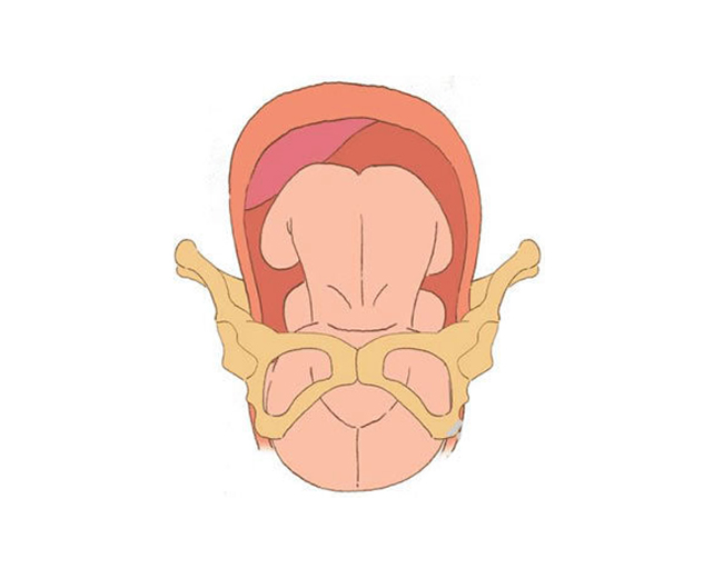Khi cổ tử cung mẹ mở khoảng 10 phân, đầu em bé sẽ là bộ phận ra khỏi cơ thể mẹ đầu tiên.
