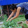 Tin tức - Ngắm vườn rau trên cao của dân Thủ đô