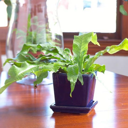 10 loại cây cảnh dễ trồng trong nhà - 7