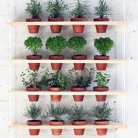 8 loại rau củ lý tưởng trồng trong nhà - 9