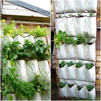 8 loại rau củ lý tưởng trồng trong nhà - 10