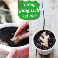 8 loại rau củ lý tưởng trồng trong nhà - 11