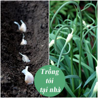 8 loại rau củ lý tưởng trồng trong nhà - 14