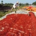Mua sắm - Giá cả - Thương lái Trung Quốc lừa người trồng ớt