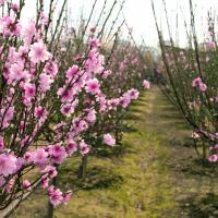 5 cây phong thủy giúp gia chủ phát tài - 7