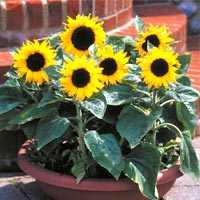 5 cây phong thủy giúp gia chủ phát tài - 8