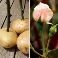 5 cây phong thủy giúp gia chủ phát tài - 9