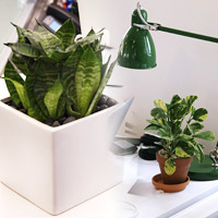 5 cây phong thủy giúp gia chủ phát tài - 10